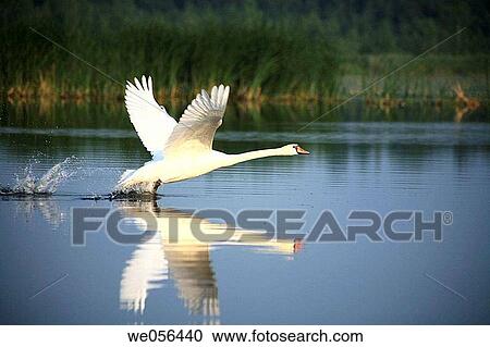 Wetlands in Lithuania, mute swan View Large Photo Image Stock Image - Wetlands in Lithuania, mute swan. Fotosearch