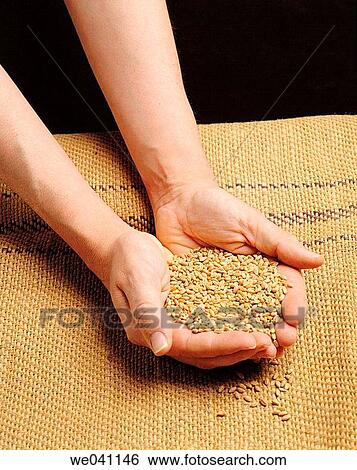 Stock Photograph - Wheat. Fotosearch