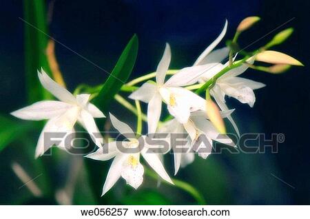 White Mini-cattleya orchids. October 2006. Maryland, USA. View Large Photo Image Stock Photo - White Mini-cattleya orchids. October 2006. Maryland, USA.. Fotosearch