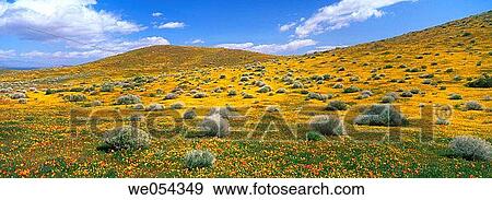 Wild flower meadow with California poppies. Antelope Valley, California, USA View Large Photo Image Stock Photo - Wild flower meadow with California poppies. Antelope Valley, California, USA. Fotosearch