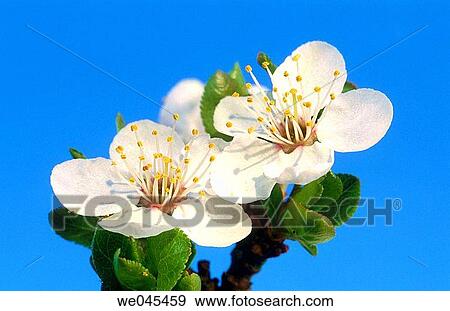 Wild Plum (Prunus domestica). Bavaria, Germany View Large Photo Image Stock Photo - Wild Plum (Prunus domestica). Bavaria, Germany. Fotosearch