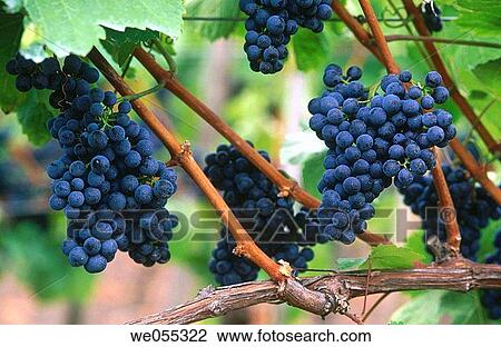 Wine grape View Large Photo Image Stock Image - Wine grape. Fotosearch