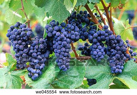 Wine grapes View Large Photo Image Picture - Wine grapes. Fotosearch