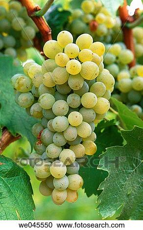 Wine grapes View Large Photo Image Stock Image - Wine grapes. Fotosearch