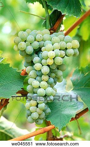 Wine grapes View Large Photo Image Stock Image - Wine grapes. Fotosearch