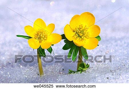 Winter Aconite (Eranthis hyemalis) in snow. Bavaria, Germany View Large Photo Image Stock Photography - Winter Aconite (Eranthis hyemalis) in snow. Bavaria, Germany. Fotosearch