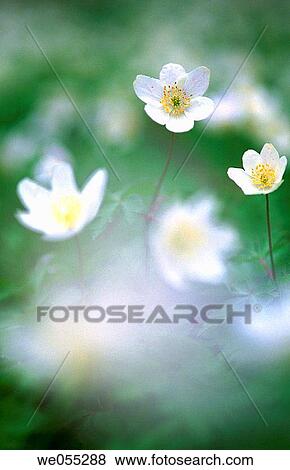 Wood Anemones (Anemone nemorosa). Bavaria. Germany View Large Photo Image Stock Photo - Wood Anemones (Anemone nemorosa). Bavaria. Germany. Fotosearch