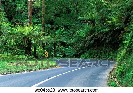 Yarra Ranges National Park. Victoria, Australia View Large Photo Image Stock Image - Yarra Ranges National Park. Victoria, Australia. Fotosearch