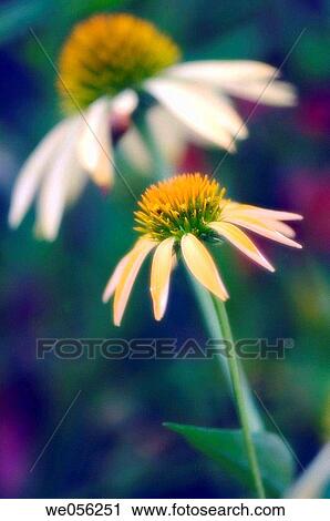 Yellow Echinacea Flowers (Echinacea paradoxa hybrid). July 2006. Maryland, USA. View Large Photo Image Stock Image - Yellow Echinacea Flowers (Echinacea paradoxa hybrid). July 2006. Maryland, USA.. Fotosearch