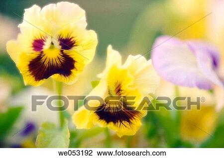 Yellow Pansies. Viola x wittrockiana. July 2006. Maryland, USA View Large Photo Image Stock Image - Yellow Pansies. Viola x wittrockiana. July 2006. Maryland, USA. Fotosearch