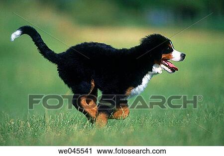 Young Berner Sennenhund View Large Photo Image Stock Image - Young Berner Sennenhund. Fotosearch
