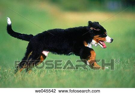 Stock Image - Young Berner Sennenhund. Fotosearch