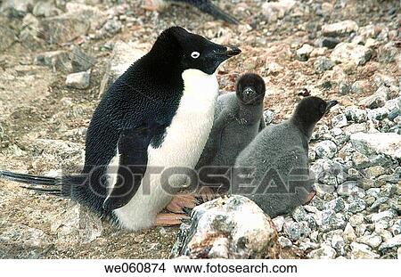 Adelie penguins (Pygoscelis adeliae) with chicks. Brown Bluff. Antarctic Peninsula View Large Photo Image Picture - Adelie penguins (Pygoscelis adeliae) with chicks. Brown Bluff. Antarctic Peninsula. Fotosearch