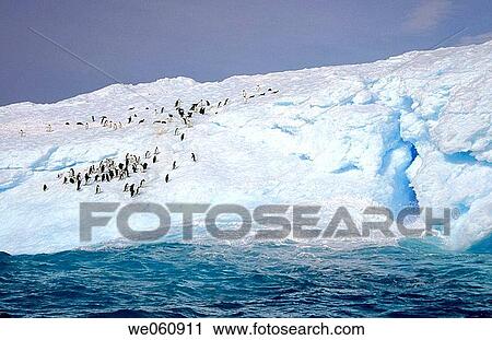 Adelie Penguins (Pygoscelis adeliae). Eroded Iceberg. Dumont d? Urville. Antarctica View Large Photo Image Stock Image - Adelie Penguins (Pygoscelis adeliae). Eroded Iceberg. Dumont d? Urville. Antarctica. Fotosearch