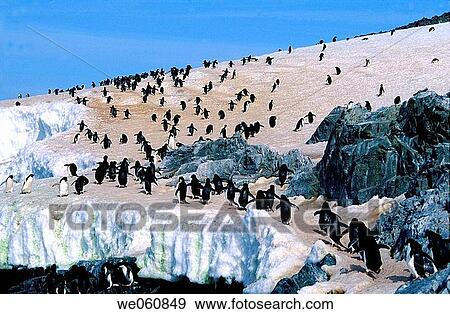 Adelie Penguins (Pygoscelis adeliae). Antarctica View Large Photo Image Stock Photo - Adelie Penguins (Pygoscelis adeliae). Antarctica. Fotosearch