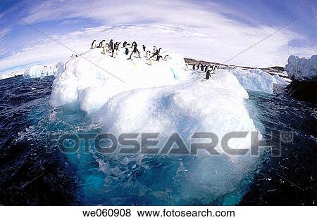 Adelie Penguins (Pygoscelis adeliae). Eroded Iceberg. Dumont d? Urville. Antarctica View Large Photo Image Stock Photo - Adelie Penguins (Pygoscelis adeliae). Eroded Iceberg. Dumont d? Urville. Antarctica. Fotosearch