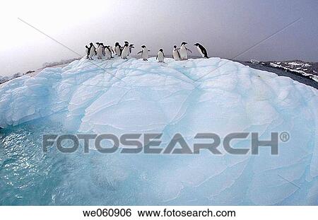 Adelie Penguins (Pygoscelis adeliae). Eroded Iceberg. Dumont d? Urville. Antarctica View Large Photo Image Stock Photograph - Adelie Penguins (Pygoscelis adeliae). Eroded Iceberg. Dumont d? Urville. Antarctica. Fotosearch