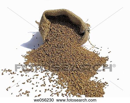 Ajowan, ajwain View Large Photo Image Stock Image - Ajowan, ajwain. Fotosearch