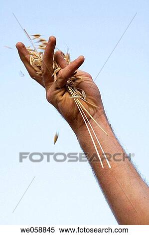 allegory, Close-up, cereals, Arms raised, agriculture View Large Photo Image Stock Photography - allegory, Close-up, cereals, Arms raised, agriculture. Fotosearch