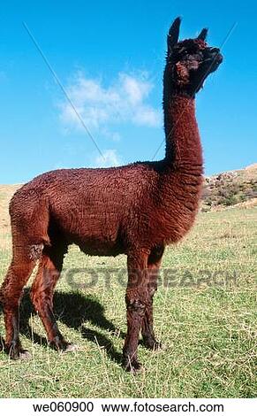 Alpacas grazing in winter sun. Canterbury. New Zealand. View Large Photo Image Stock Image - Alpacas grazing in winter sun. Canterbury. New Zealand.. Fotosearch