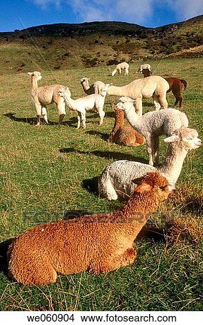 Alpacas, youngsters, enjoying winter sun. Canterbury. New Zealand. View Large Photo Image Picture - Alpacas, youngsters, enjoying winter sun. Canterbury. New Zealand.. Fotosearch
