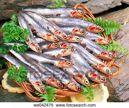 Anchovies View Large Photo Image Stock Photography - Anchovies. Fotosearch