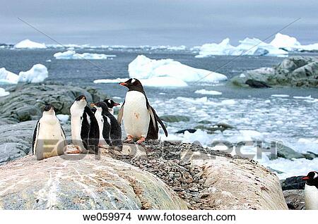 Picture - Antarctica, Antarctic Peninsula, Lemaire Channel, Petermann Island, Gentoo Penguins.. Fotosearch