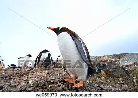 Stock Image - Antarctica, Antarctic Peninsula, Port Lockroy, British base, Gentoo Penguins.. Fotosearch