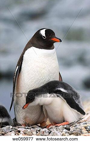 Antarctica, Antarctic Peninsula, Lemaire Channel, Petermann Island, Gentoo Penguins. View Large Photo Image Stock Photo - Antarctica, Antarctic Peninsula, Lemaire Channel, Petermann Island, Gentoo Penguins.. Fotosearch