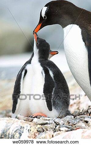 Antarctica, Antarctic Peninsula, Lemaire Channel, Petermann Island, Gentoo Penguins. View Large Photo Image Stock Photo - Antarctica, Antarctic Peninsula, Lemaire Channel, Petermann Island, Gentoo Penguins.. Fotosearch