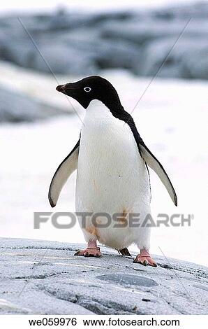 Antarctica, Antarctic Peninsula, Lemaire Channel, Petermann Island, Adelie Penguin. View Large Photo Image Stock Photograph - Antarctica, Antarctic Peninsula, Lemaire Channel, Petermann Island, Adelie Penguin.. Fotosearch