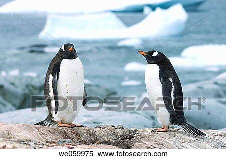 Stock Photography - Antarctica, Antarctic Peninsula, Lemaire Channel, Petermann Island, Gentoo Penguins.. Fotosearch