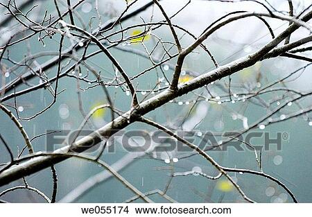 background, branch, day, detail, drop View Large Photo Image Picture - background, branch, day, detail, drop. Fotosearch