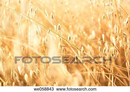 Stock Image - background, day, country, cereals, abstract. Fotosearch