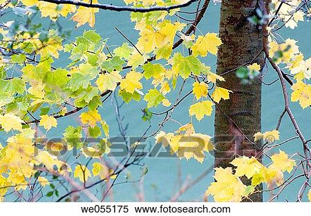 background, foliage, detail, day, autumn View Large Photo Image Stock Photography - background, foliage, detail, day, autumn. Fotosearch