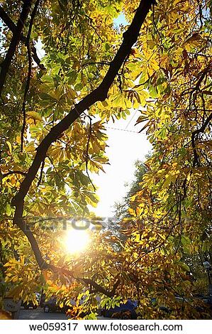backlight, branch, concept, day, detail View Large Photo Image Stock Photo - backlight, branch, concept, day, detail. Fotosearch
