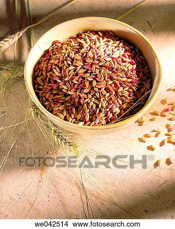 Barley View Large Photo Image Picture - Barley. Fotosearch