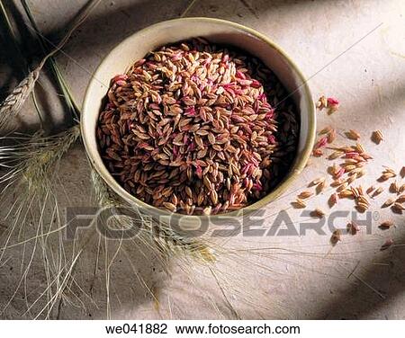 Barley View Large Photo Image Stock Image - Barley. Fotosearch