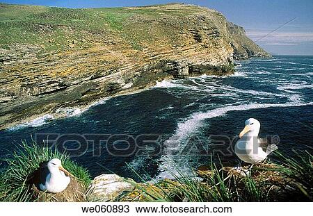 Black-browed Albatross (Diomedea melanophris). Devil's Nose, west point in Falkland Islands View Large Photo Image Stock Image - Black-browed Albatross (Diomedea melanophris). Devil's Nose, west point in Falkland Islands. Fotosearch