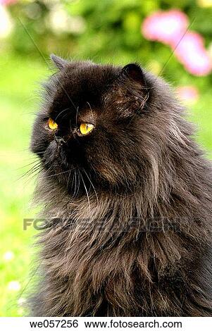 Black cat, Close-up, cat, Black cats, animal View Large Photo Image Stock Photograph - Black cat, Close-up, cat, Black cats, animal. Fotosearch