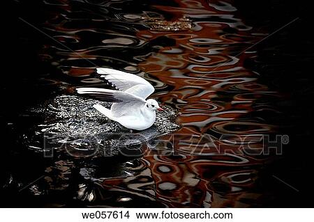 Black heaed Gull (Larus ridibundus) on water View Large Photo Image Picture - Black heaed Gull (Larus ridibundus) on water. Fotosearch
