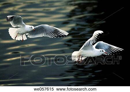 Black heaed Gulls (Larus ridibundus) flying View Large Photo Image Stock Photography - Black heaed Gulls (Larus ridibundus) flying. Fotosearch