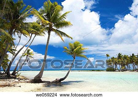 Blue Lagoon, Rangiroa, Tuamotu Archipelago, French Polynesia. View Large Photo Image Picture - Blue Lagoon, Rangiroa, Tuamotu Archipelago, French Polynesia.. Fotosearch