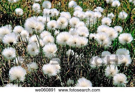 Bog cotton (Eriophorum angustifolium) lush grass and flower growth at 3300 meters, Tavan Bogd. Altai mountains, Western Mongolia View Large Photo Image Stock Image - Bog cotton (Eriophorum angustifolium) lush grass and flower growth at 3300 meters, Tavan Bogd. Altai mountains, Western Mongolia. Fotosearch
