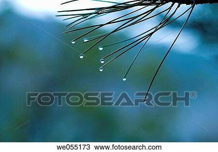 botany, conifer, concept, Close-up, abstract View Large Photo Image Stock Image - botany, conifer, concept, Close-up, abstract. Fotosearch