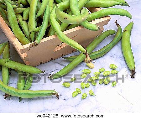 Broad beans View Large Photo Image Stock Photography - Broad beans. Fotosearch