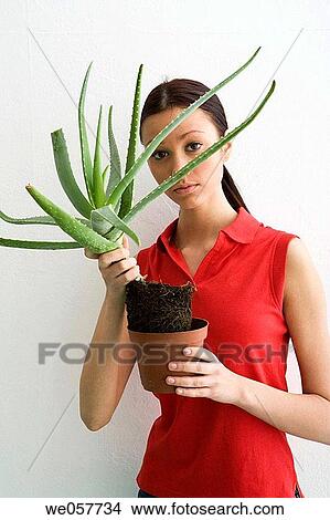 brunette, contemporary, aloe vera View Large Photo Image Picture - brunette, contemporary, aloe vera. Fotosearch