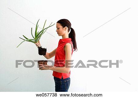 brunette, contemporary, aloe vera View Large Photo Image Stock Photo - brunette, contemporary, aloe vera. Fotosearch