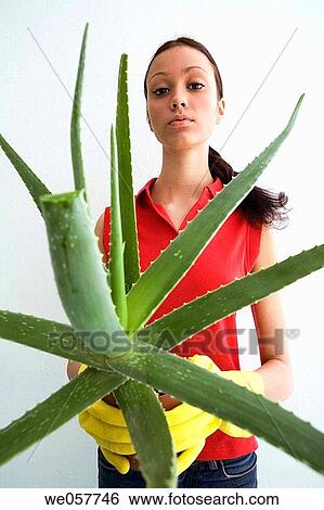 brunette, contemporary, aloe vera View Large Photo Image Stock Photograph - brunette, contemporary, aloe vera. Fotosearch