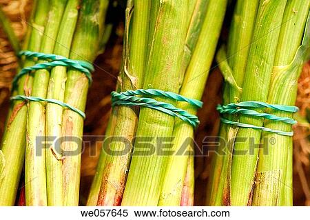? Cal? ots? (variety of scallion) at La Boqueria market, Barcelona. Catalonia, Spain View Large Photo Image Stock Photography - ? Cal? ots? (variety of scallion) at La Boqueria market, Barcelona. Catalonia, Spain. Fotosearch